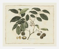 Delicate Botanical III Giclee