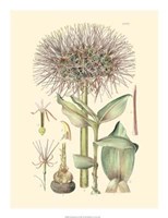 Floral Passion I Giclee