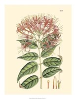 Floral Passion II Giclee