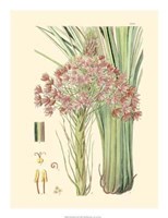 Floral Passion III Giclee