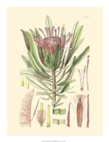 Floral Passion IV Giclee