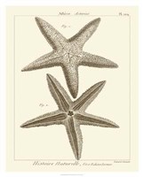 Striking Starfish I Giclee