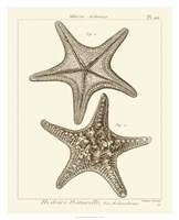Striking Starfish II Giclee