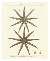 Striking Starfish III Giclee