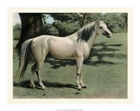 Cassell's Horse I Giclee