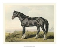 Cassell's Horse II Giclee