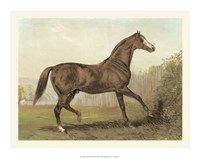 Cassell's Horse III Giclee