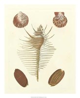 Knorr Shells I Giclee