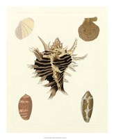 Knorr Shells II Giclee