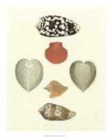 Knorr Shells III Giclee