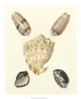 Knorr Shells IV Giclee