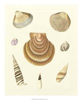 Knorr Shells V Giclee