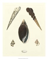 Knorr Shells VI Giclee