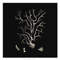 Black And Tan Coral I Giclee
