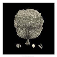 Black And Tan Coral II Giclee