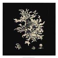 Black And Tan Coral III Giclee