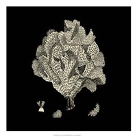 Black And Tan Coral IV Giclee