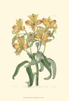 Golden Beauty III Fine Art Print