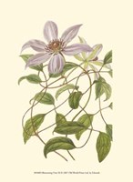 Blossoming Vine III Fine Art Print