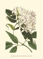 Blossoming Vine IV Fine Art Print