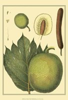 Exotic Melons I Fine Art Print