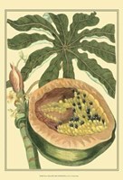 Exotic Melons III Fine Art Print