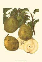 Pear Varieties I Fine Art Print