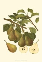 Pear Varieties III Fine Art Print