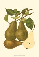 Pear Varieties IV Fine Art Print