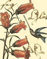 Small Hummingbird Reverie II Fine Art Print