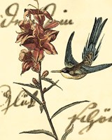 Small Hummingbird Reverie IV Fine Art Print