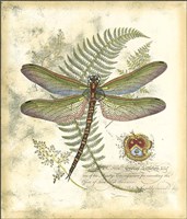 Mini Regal Dragonfly I Fine Art Print