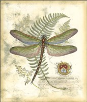 Mini Regal Dragonfly I Framed Print