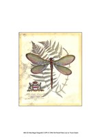 Mini Regal Dragonfly II Fine Art Print