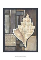 Abalone II Fine Art Print