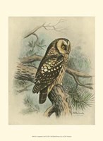Tengmalm's Owl Fine Art Print