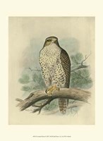 Iceland Falcon Fine Art Print