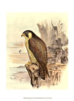 Peregrine Falcon Fine Art Print