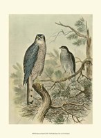 Sparrow Hawk Fine Art Print