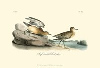 Buff Breasted Sandpiper Fine Art Print