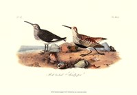 Red-Backed Sandpiper Fine Art Print