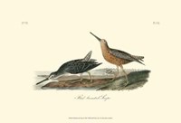 Red-Breasted Snipe Fine Art Print