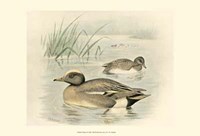 Wigeon Fine Art Print
