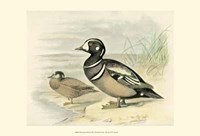 Harlequin Duck Fine Art Print