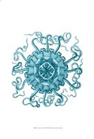 Ocean Gems II Fine Art Print