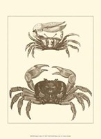 Sepia Crabs I Fine Art Print