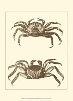 Sepia Crabs II Fine Art Print