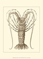 Sepia Lobster I Fine Art Print