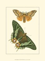 Papillion I Framed Print