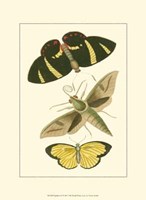 Papillion II Framed Print